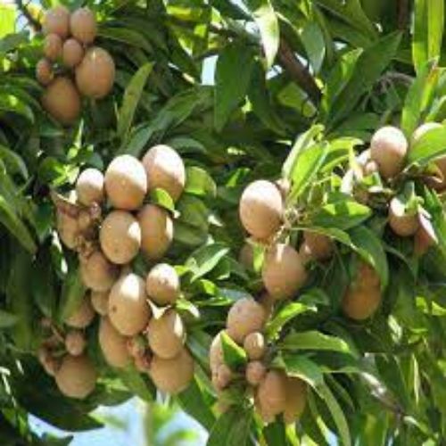 Chikoo Fruit Plant Manufacturer & Supplier in India